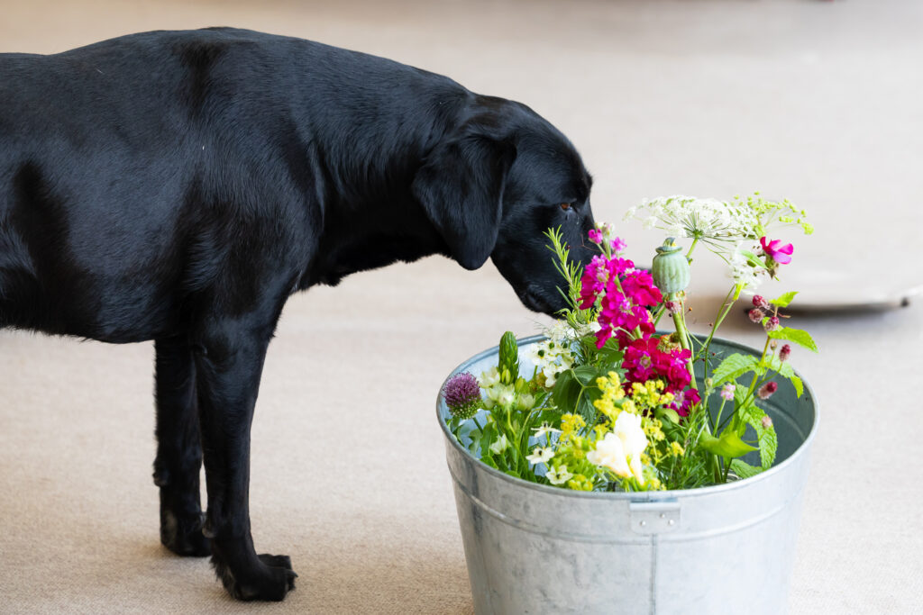 Black Labrador sniffing marquee flowers